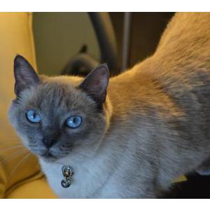 Lost Cat Haven