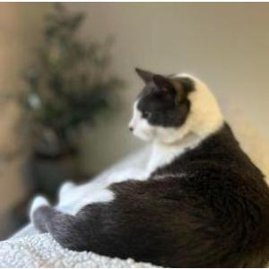 Lost Cat Furgie