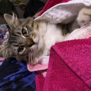 Lost Cat Prince
