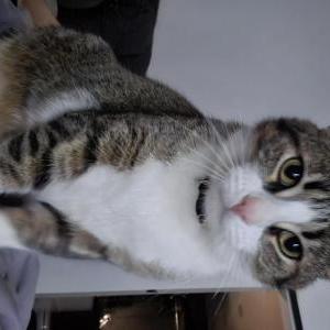 Lost Cat Rajah