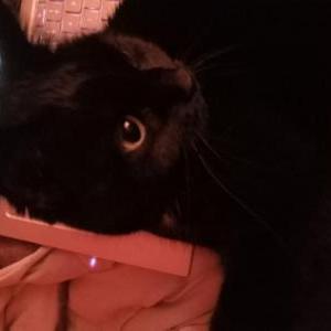 Lost Cat Midnight