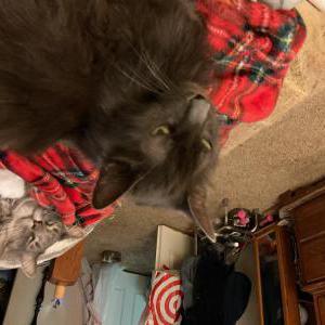 Image of EEK, Lost Cat
