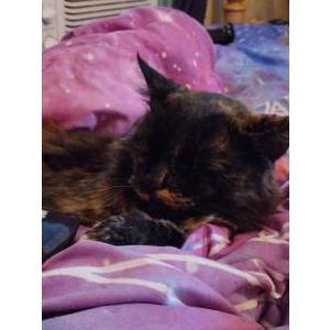 Lost Cat Midnight