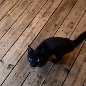 Found Cat Unknown