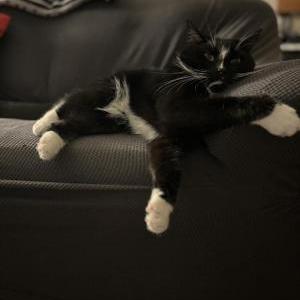 Lost Cat Gucci
