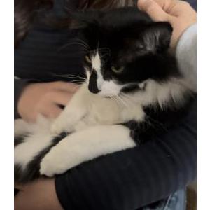 Lost Cat Skibidi
