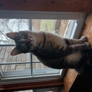 Lost Cat ELI