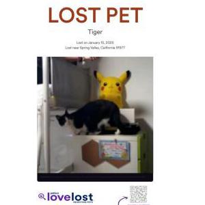 Lost Cat Tiger