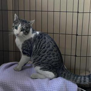 Found Cat unknown