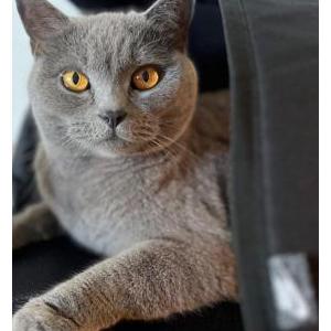 Lost Cat Kitten