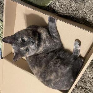 Lost Cat Shadow