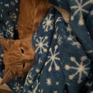 Lost Cat Tiger