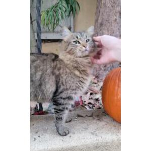 Found Cat Unknown