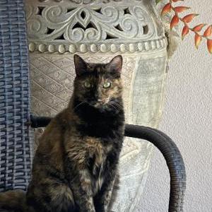 Lost Cat !!!MARLEY!!!
