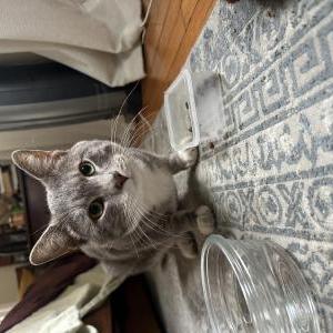 Found Cat Unknown