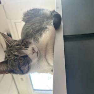 Lost Cat Beerus