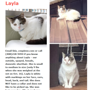 Lost Cat Layla