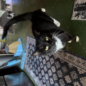 Found Cat Tuxedo girl