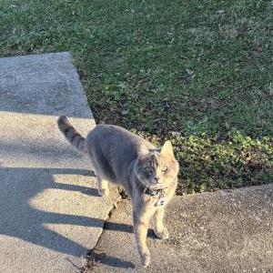 Lost Cat Gansito