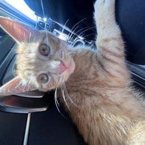 Lost Cat Peanut