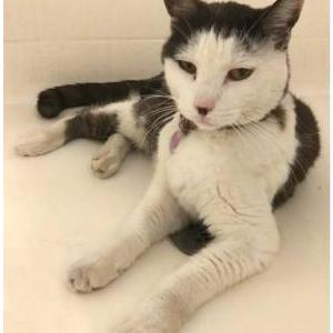 Lost Cat Tara