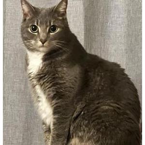 Lost Cat Mama