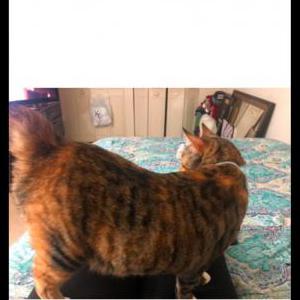 Lost Cat Broccoli
