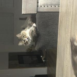 Image of Anakin, Lost Cat