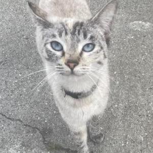 Lost Cat Unknown
