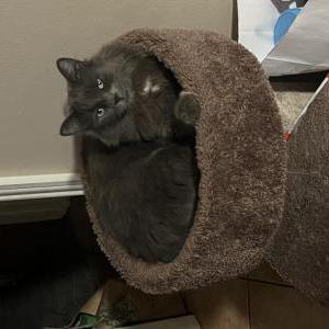 Lost Cat Smokey