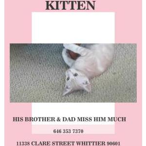 Lost Cat Kitten