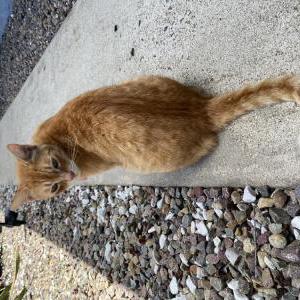 Lost Cat Sweet Potato