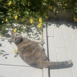 Image of Kina, Lost Cat