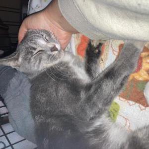 Found Cat Unknown