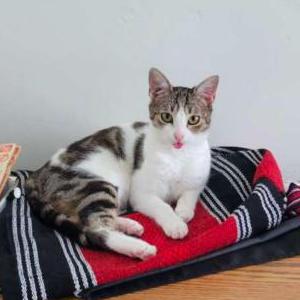 Image of Percy, Lost Cat