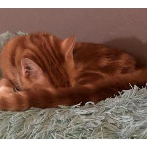 Lost Cat Beam