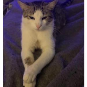 Image of Gg, Lost Cat