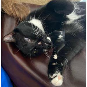 Image of Ellie, Lost Cat