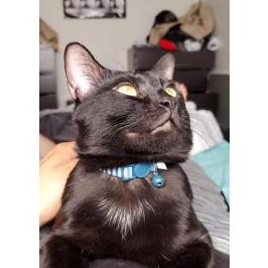 Lost Cat Mewlin
