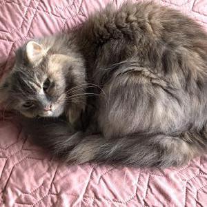 Image of Misty, Lost Cat