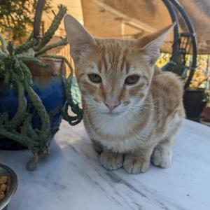 Lost Cat JJ