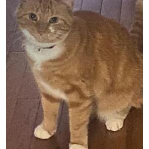 Lost Cat Sprinkles