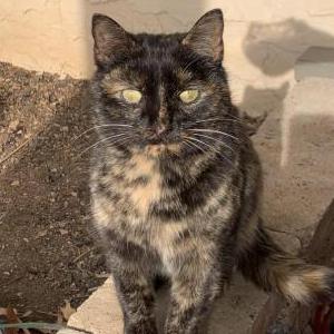 Found Cat Unknown