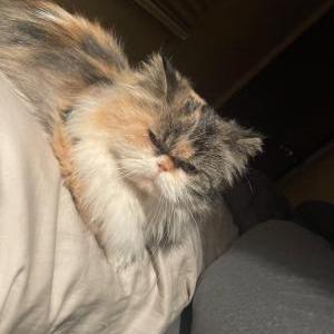 Lost Cat Maryland