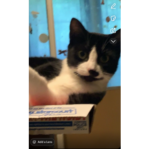 Image of Stella, Lost Cat