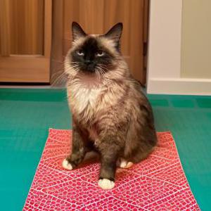 Image of Simba, Lost Cat