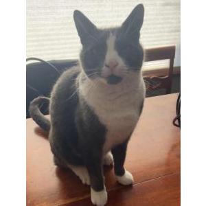 Lost Cat Baby