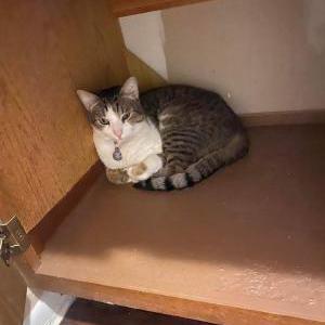 Lost Cat Mouse