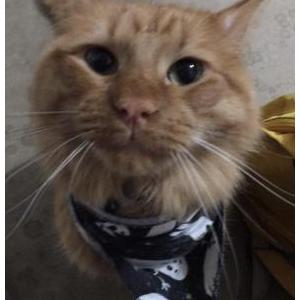 Lost Cat Yoshi