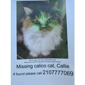 Lost Cat Callie